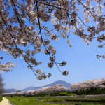 京都　高野川の桜
